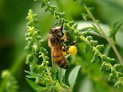 [A yellow and black bee with clear wings and browns legs perched on what appears to be a flowerless all green stick plant. Each back leg has a large bright yellow glob stuck to it.]